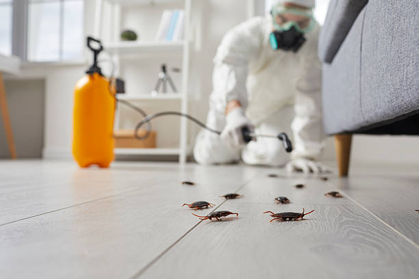 Post-Treatment Bed Bug Interceptor Monitoring in Ancient Oaks